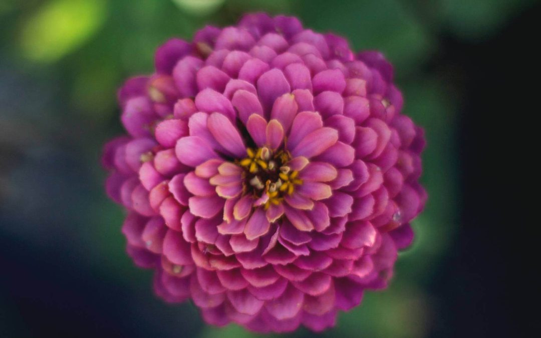 Growing Dahlias: Summer’s Most Artful Flower