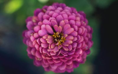 Growing Dahlias: Summer’s Most Artful Flower